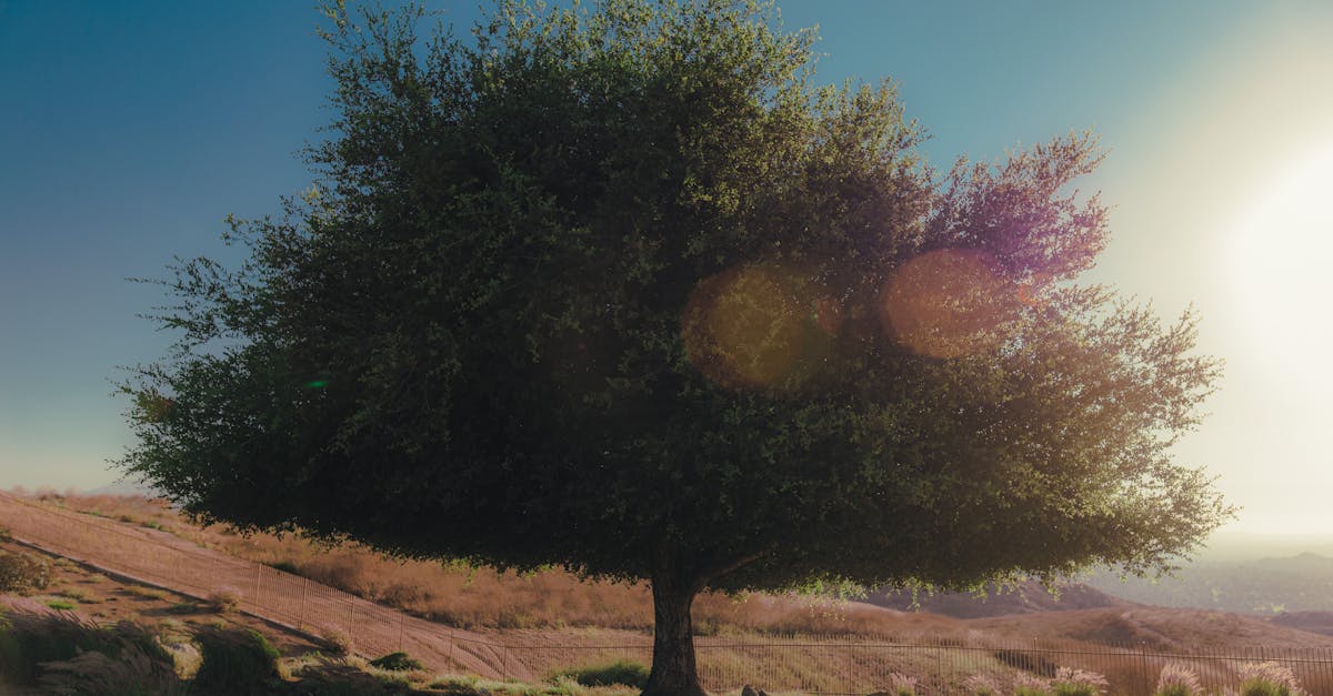 DaVinci Resolve color grading interface