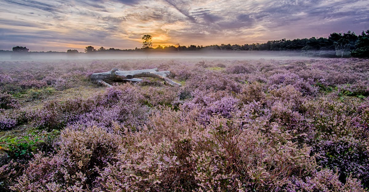 HDR & Panorama Techniques